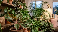 Inga gifter: 7 krukväxter som renar luften inomhus på ett naturligt sätt