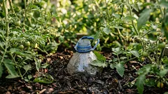 Grävde ner 20 femlitersflaskor i ett växthus – tomaterna växer bäst, rötterna är tre gånger så långa